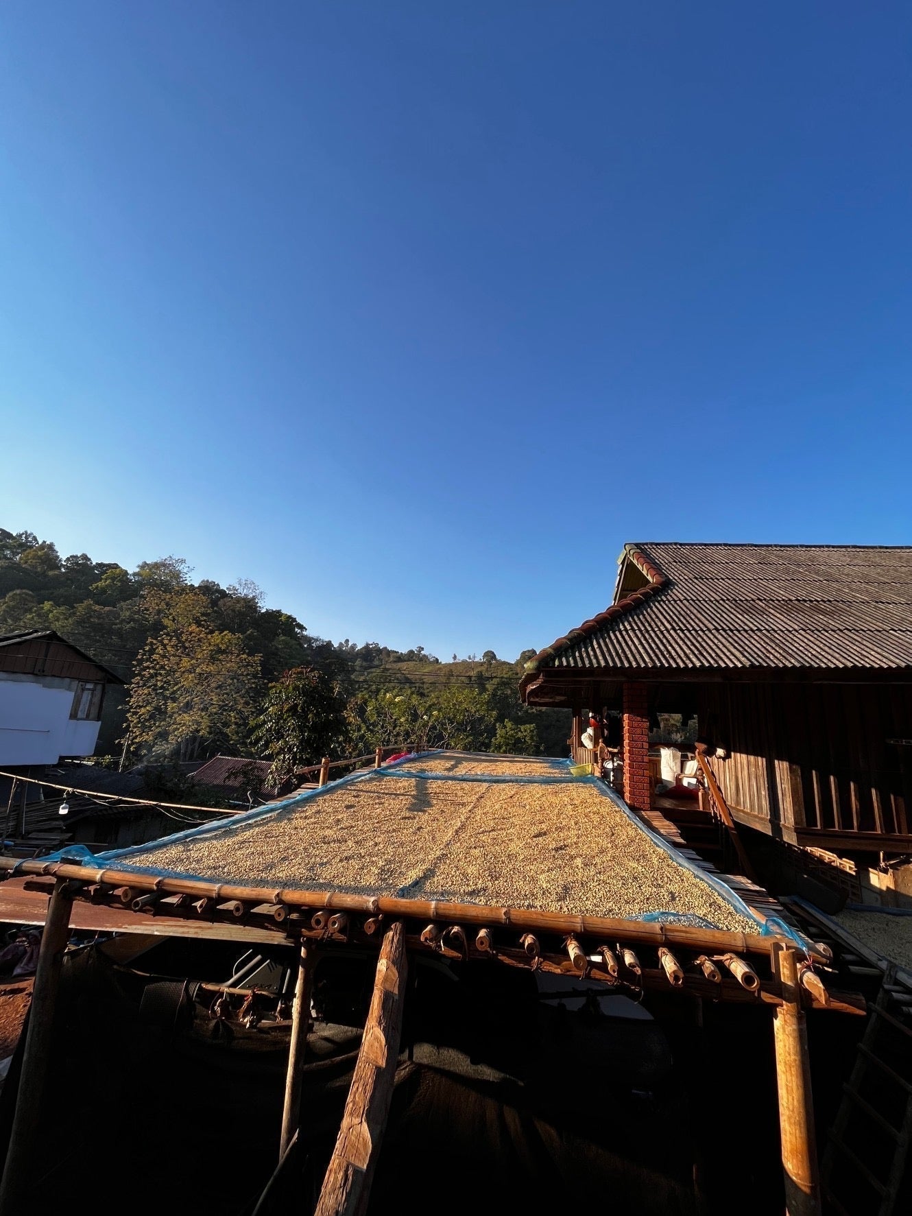 What Does Thai Coffee Taste Like? (Part 1) The Journey of Akha Ama Coffee