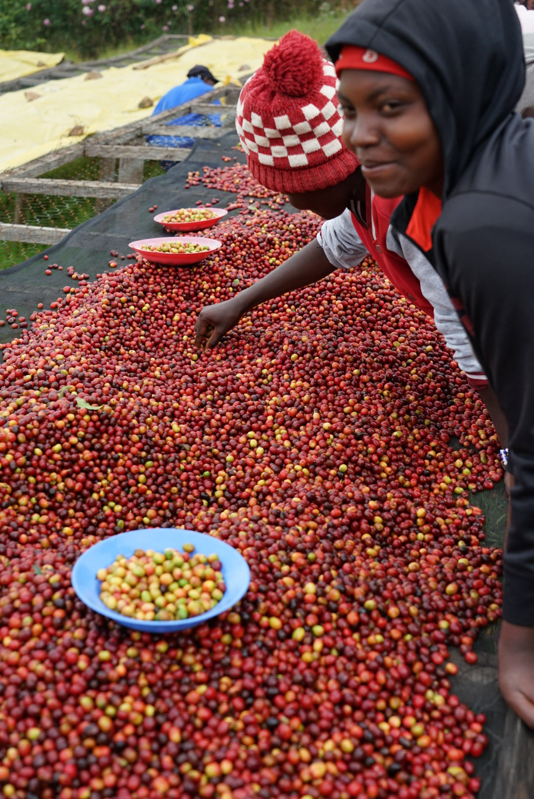 Rwanda Nkara Soil Project Lot.1204[Medium-light roast]