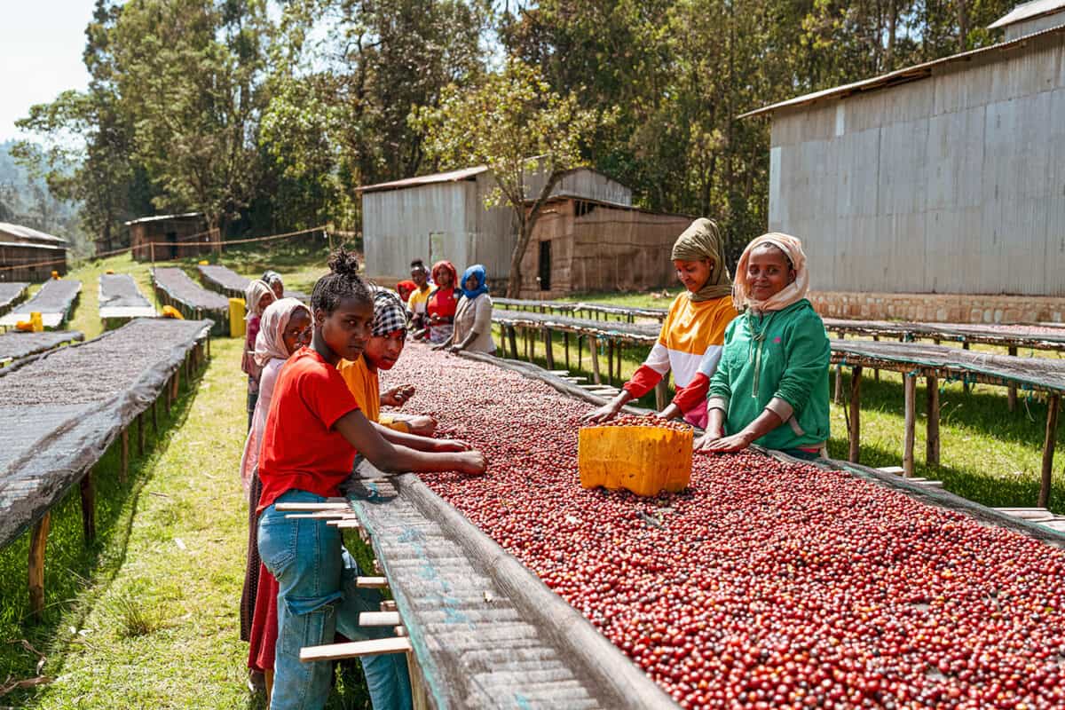 [Premium]Ethiopia Kenean Dukamo[Light roast]