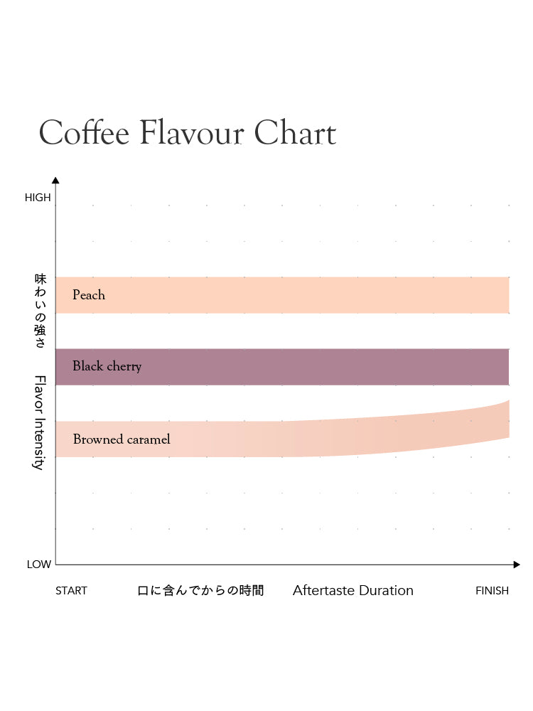 Cold Brew Ethiopia Sidamo Decaf [Medium]