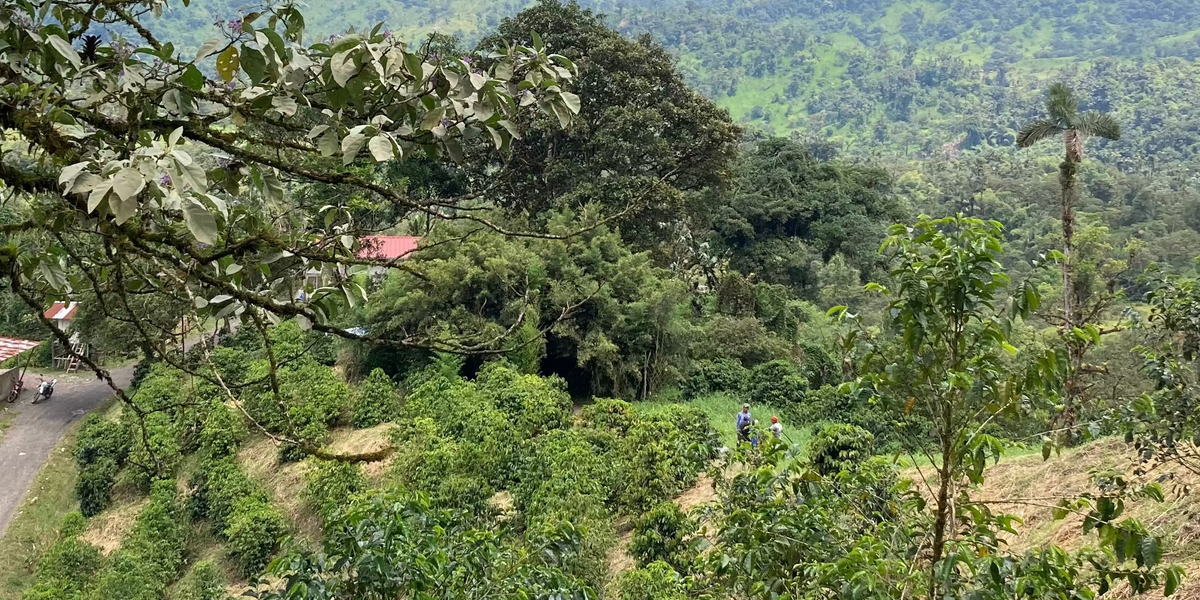 [Premium]Ecuador Leopoldo Andrade[Light roast]