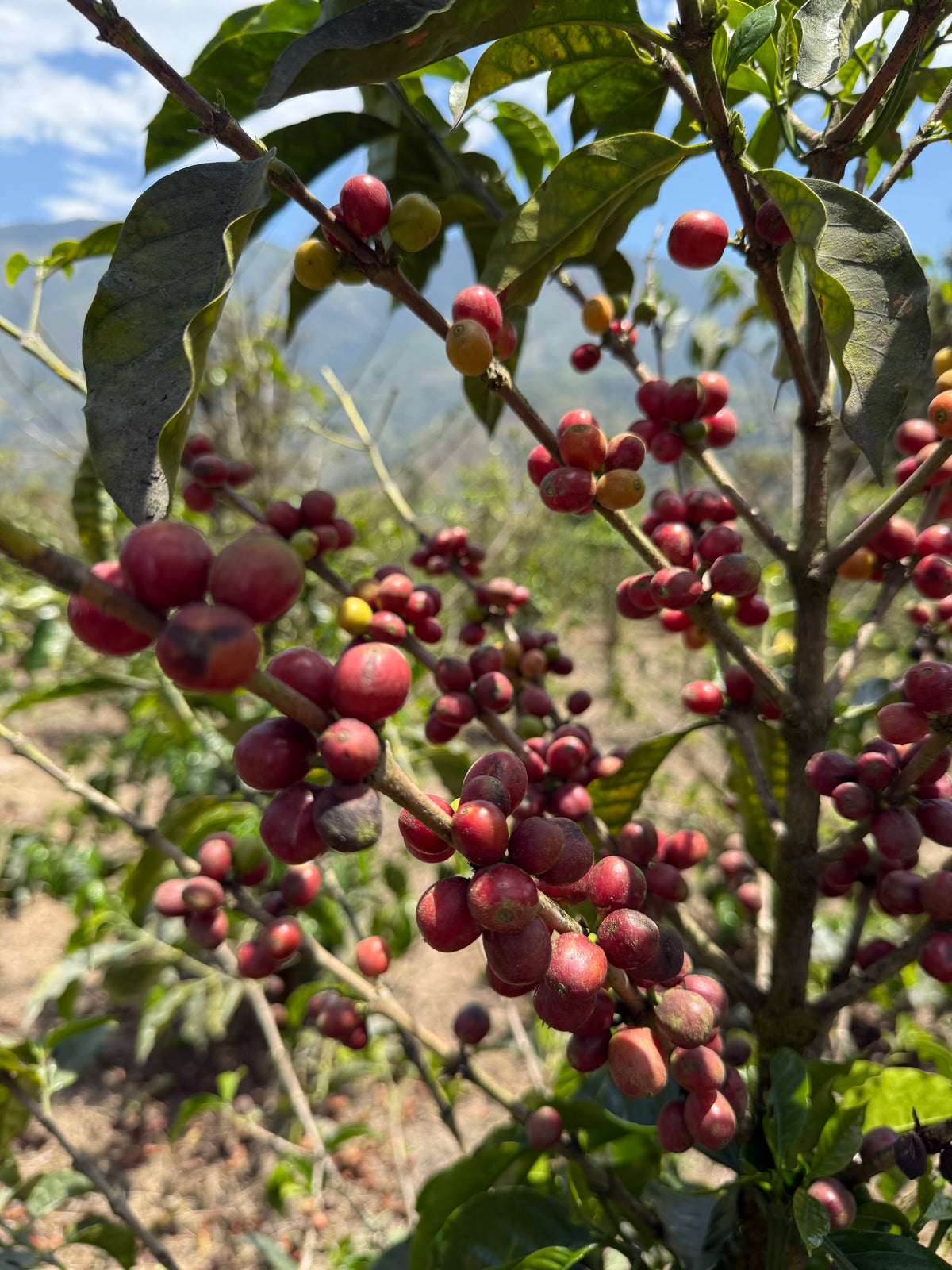 [Premium]Ecuador Lugumapata Sidra[Light roast]