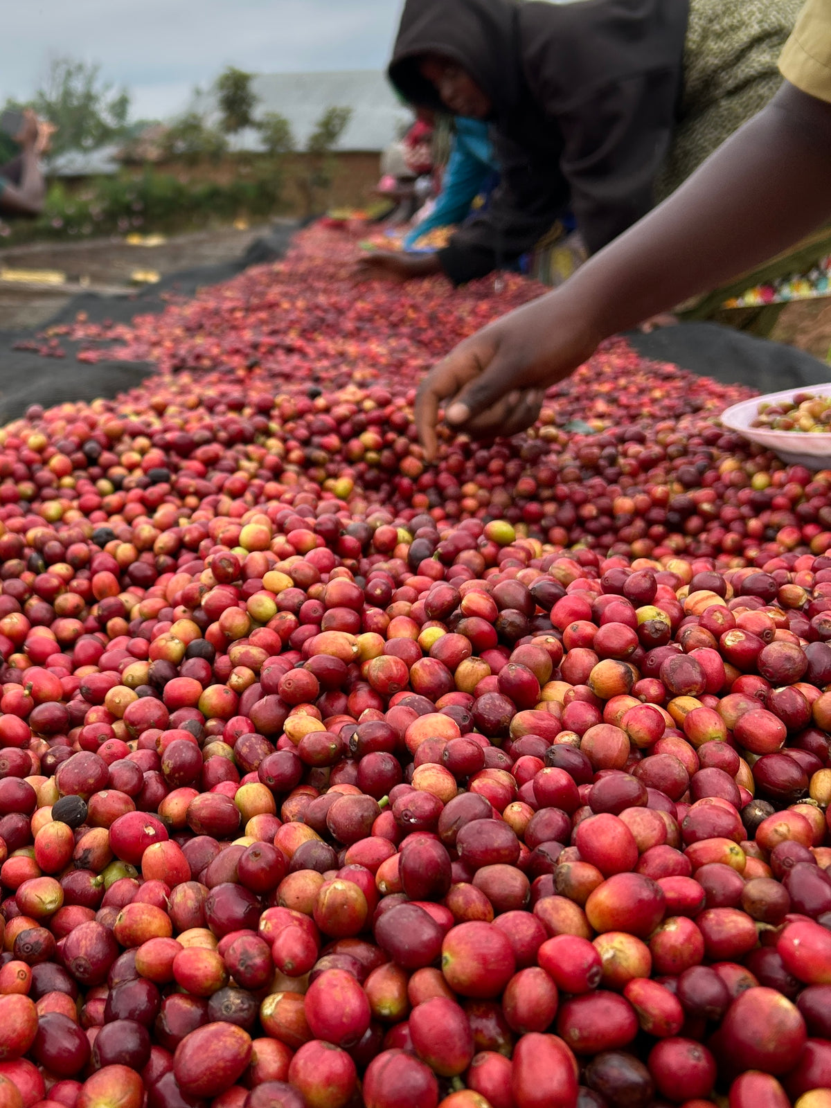 Rwanda Nkara Soil Project Lot.1204[Medium-light roast]