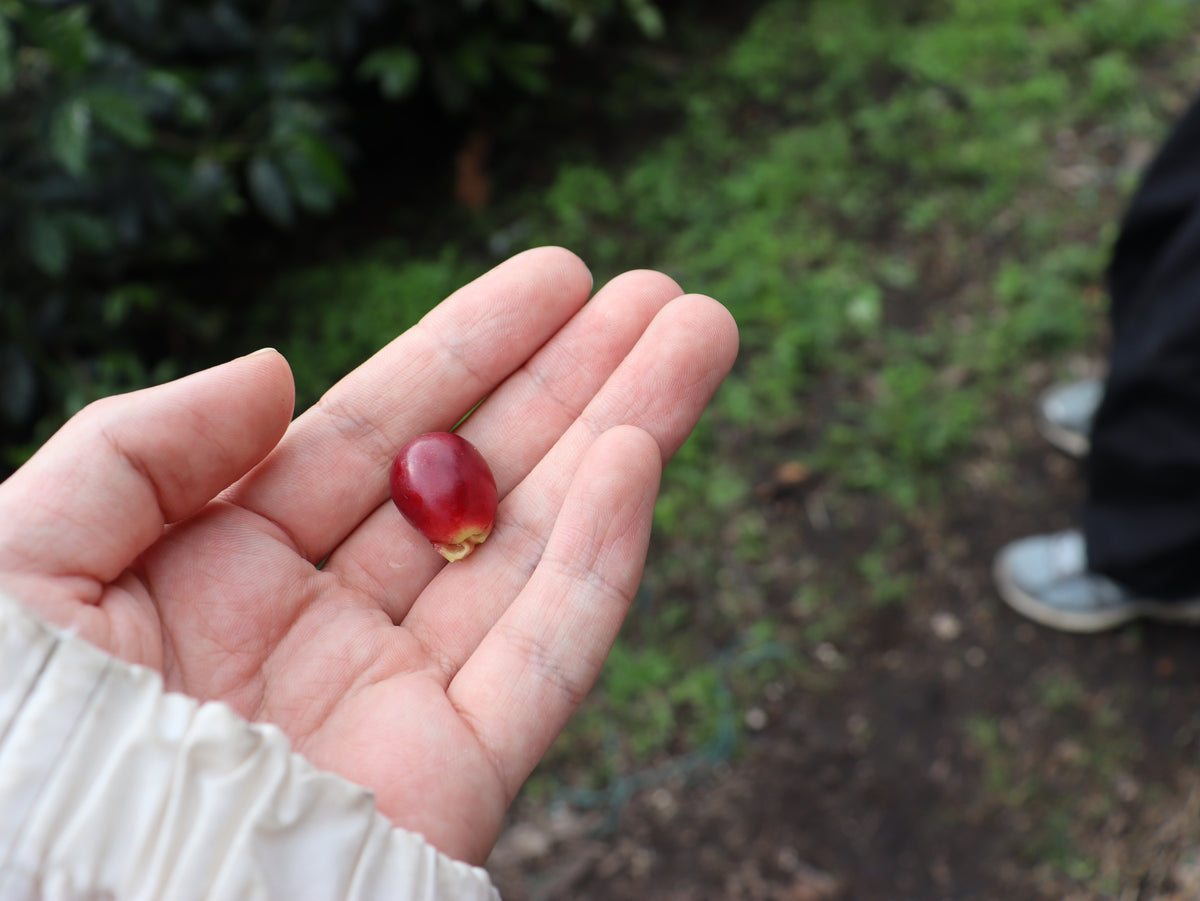 Colombia Carlos Soto CWCF #5 [Light roast]