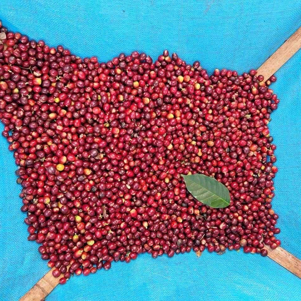 Thailand Ayo and Mika [Medium roast]