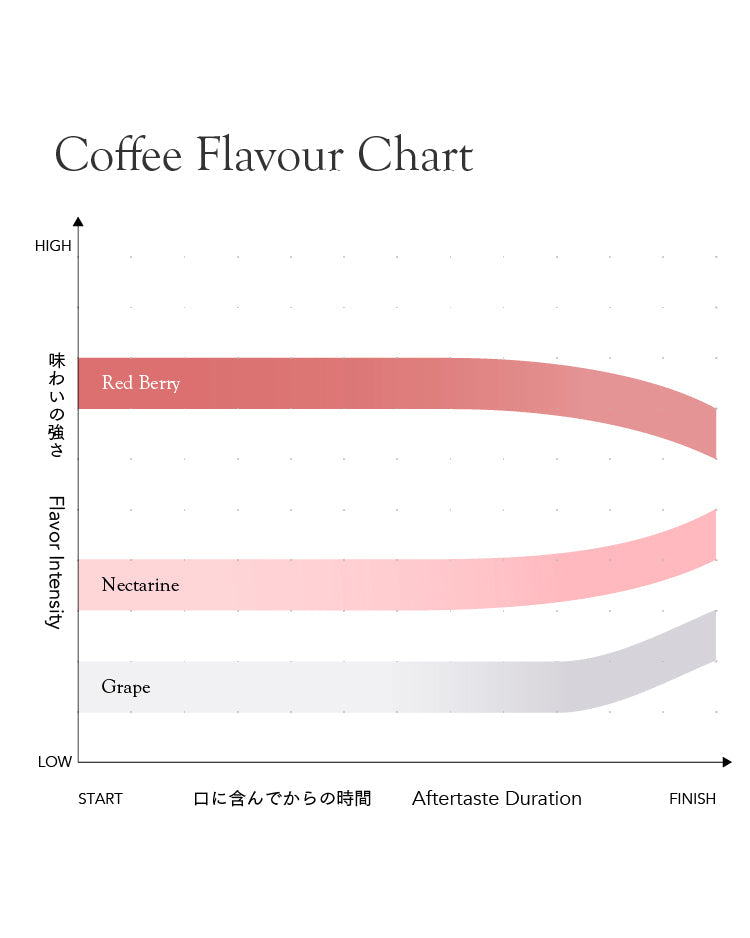 Cold BrewNatsu Ake 2026 [Medium Roast]