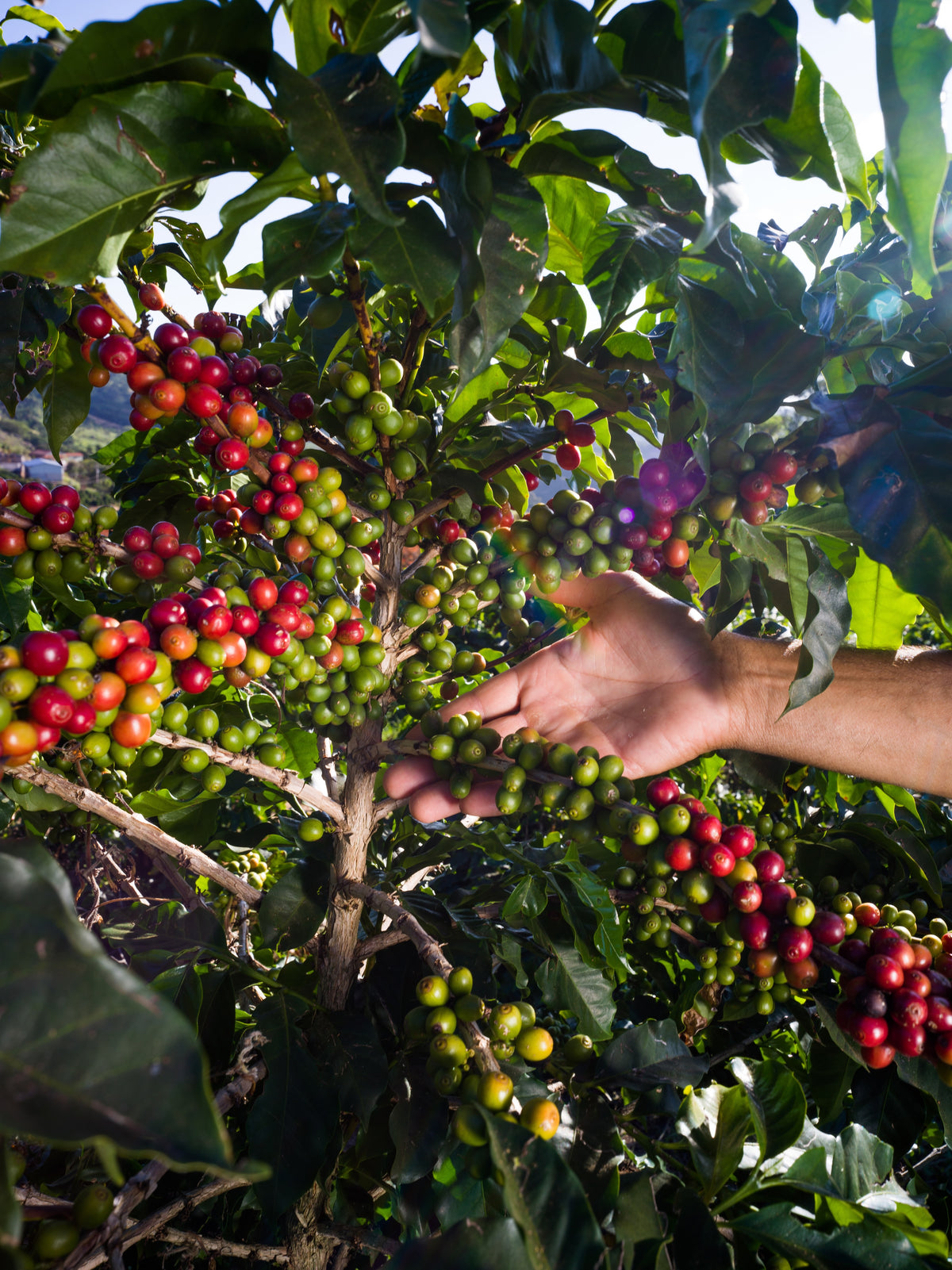 FAF Dark [Dark roast]