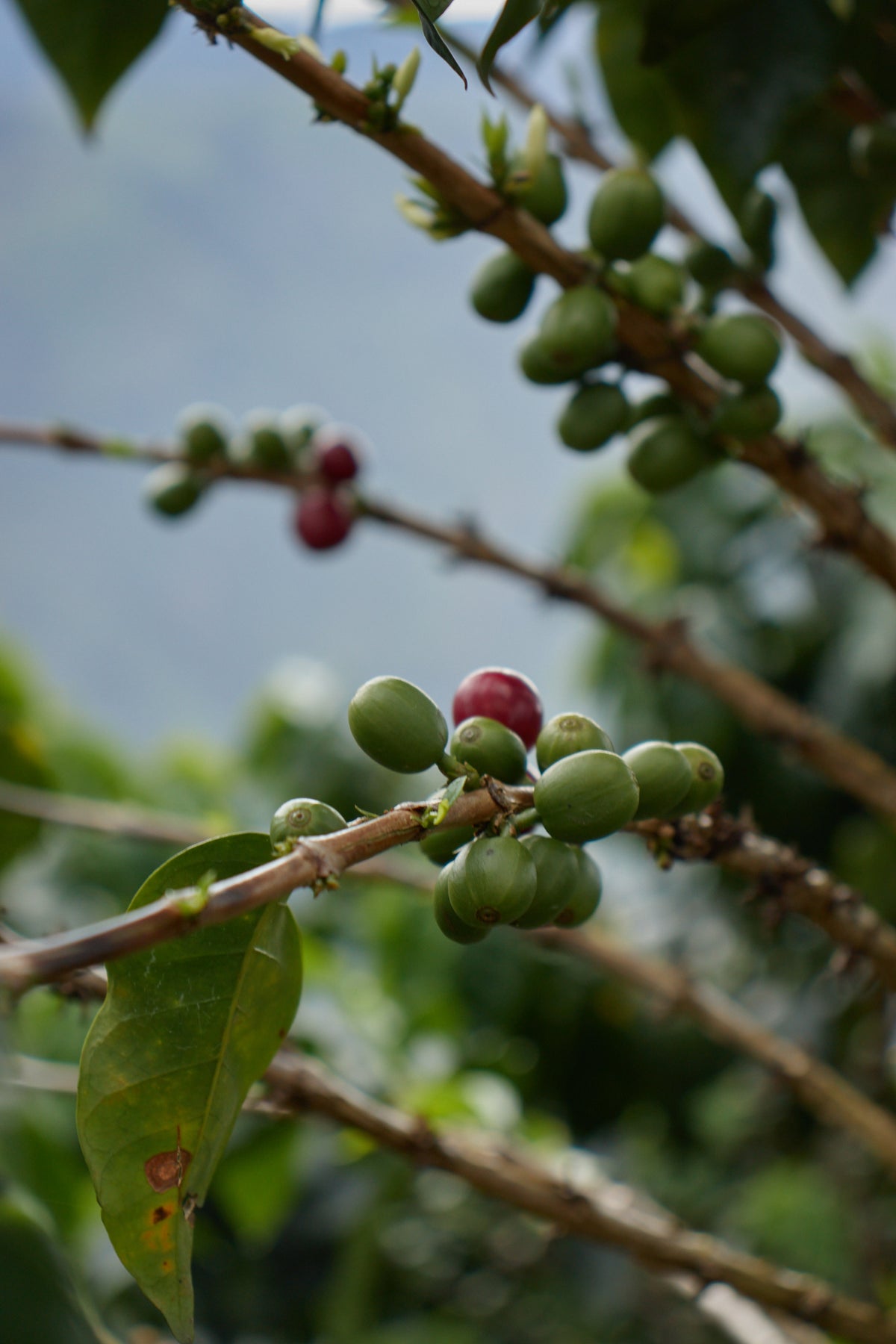 Colombia Carlos Soto CWCF #5 [Light roast]